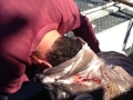 large-bass-groper_0