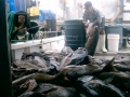 Nelson-bay-Fishing-040