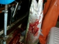 Baracuda_0