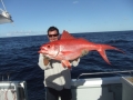 Flametail