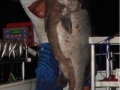bass grouper