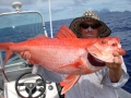 flame snapper (3)